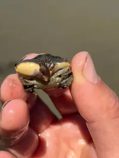 Atlantic Mud Crab thumbnail 3