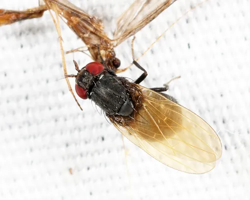 Minettia lobata