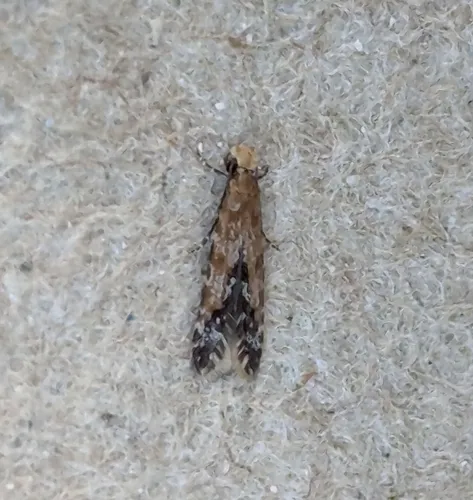 Homosetia costisignella