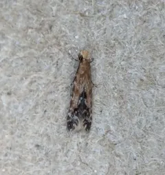 Homosetia costisignella thumbnail 1