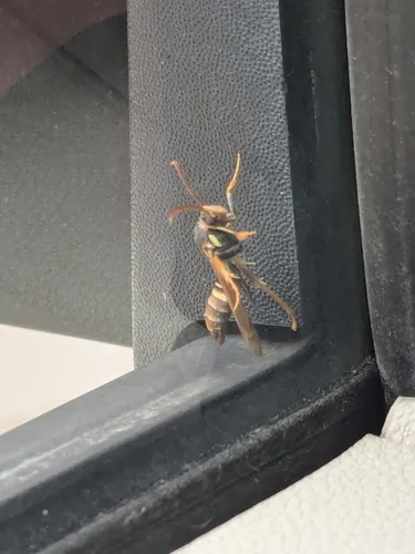 Poplar Borer Moth