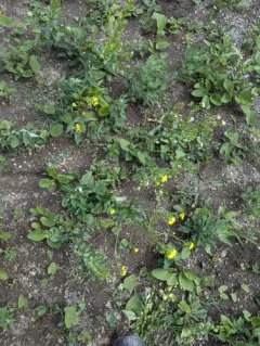ball mustard thumbnail 2