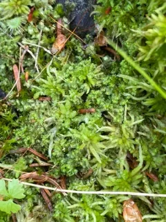 Forest Notchwort thumbnail 2