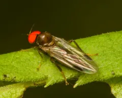 Syneches thoracicus thumbnail 2