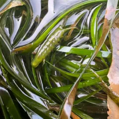 Pentidotea montereyensis thumbnail 4