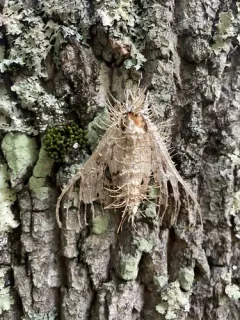 Moth Urchin Fungus thumbnail 2