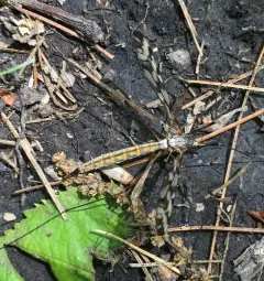 Tipula trivittata thumbnail 4