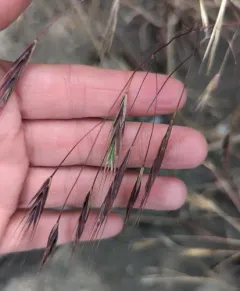 Barren Brome thumbnail 4