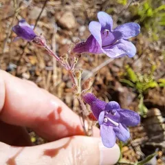 Roezl's penstemon thumbnail 4