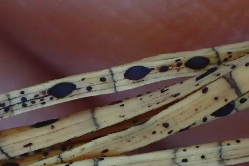 Lophodermium fissuratum