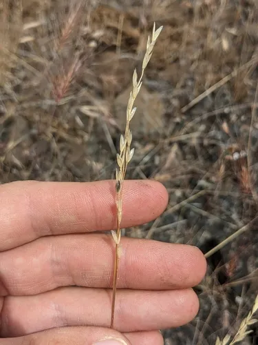 Eriocoma hendersonii