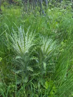 Leafy Thistle thumbnail 2