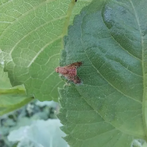 Paracantha cultaris