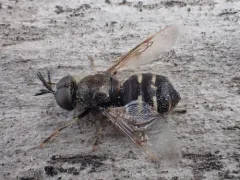 Odontomyia interrupta thumbnail 4