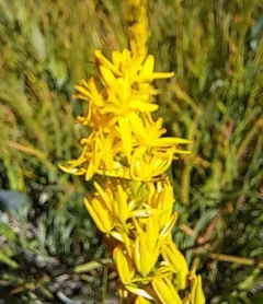 California bog asphodel thumbnail 2