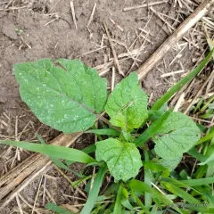 Strawberry Groundcherry thumbnail 1