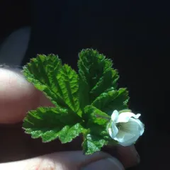 cloudberry thumbnail 3