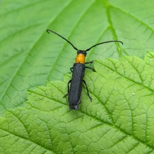 Raspberry Cane Borer