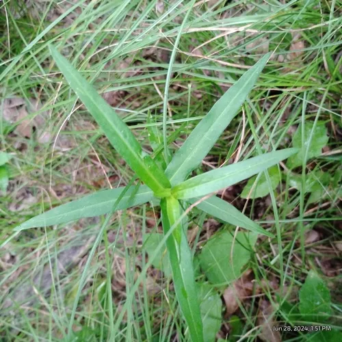 small water-pepper