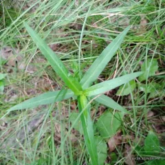 small water-pepper thumbnail 1