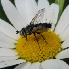 Aphria ocypterata thumbnail 1