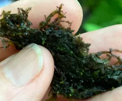 Jubula pennsylvanica thumbnail 3