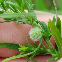 Rhopalomyia gemmaria thumbnail 1