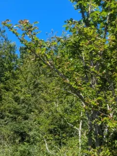 Field Elm thumbnail 4