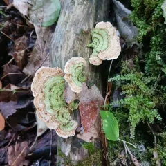 yellowing curtain crust thumbnail 2