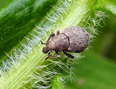 Tropiphorus terricola thumbnail 3