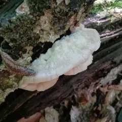 Tyromyces galactinus thumbnail 2