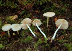 Entoloma sericatum thumbnail 3