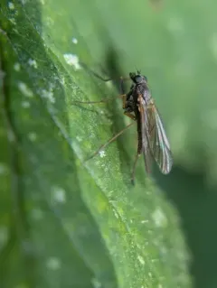 Rhagio californicus thumbnail 2
