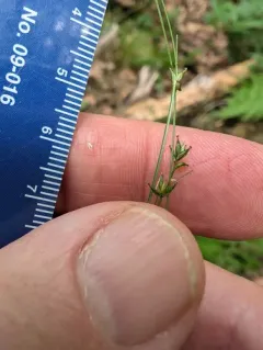Appalachian sedge thumbnail 4