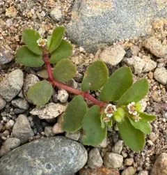 Thymeleaf Sandmat thumbnail 3