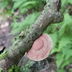 tender nesting polypore thumbnail 3