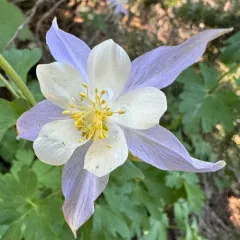 blue columbine thumbnail 4