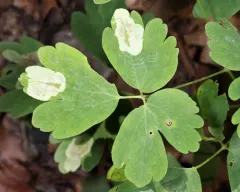 Phytomyza aquilegiana thumbnail 4