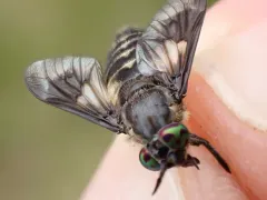 Chrysops zinzalus thumbnail 2