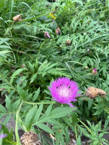Greater Knapweed