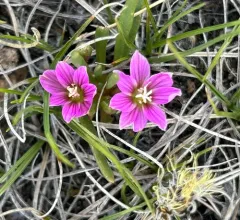 dwarf lewisia thumbnail 4