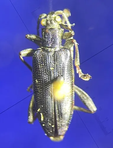 Confluent reed beetle