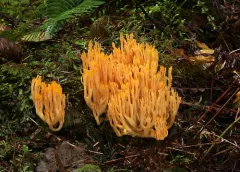 Ramaria sandaracina thumbnail 3