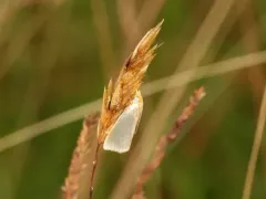 Satin Argyria Moth thumbnail 2