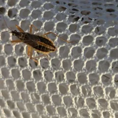 Broad Damsel Bug thumbnail 2