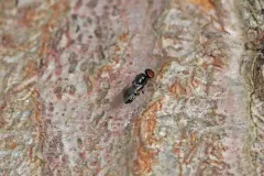 Pachygaster pulchra thumbnail 2