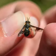 Frigid Deer Fly thumbnail 3