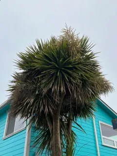 New Zealand cabbage tree thumbnail 3