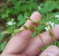 straw sedge thumbnail 3