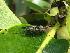 Agulla adnixa thumbnail 1